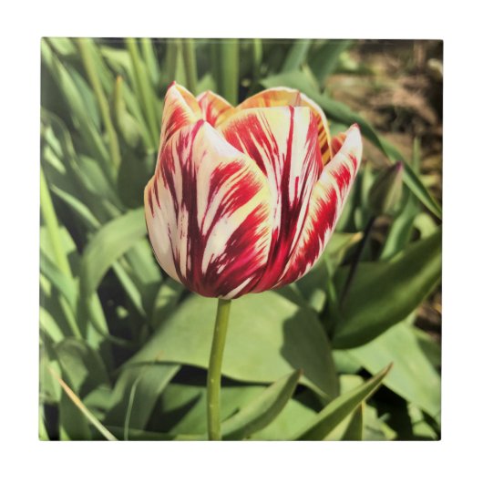 Carreau Tulipe rouge et blanche (Devant)