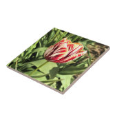 Carreau Tulipe rouge et blanche (Côté)
