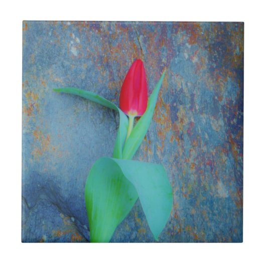 Carreau Tulipe rouge sur ardoise gris bleu (Devant)