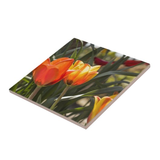 Carreau Tulipes (Côté)