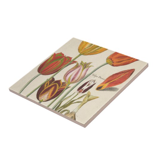 Carreau Tulipes (Côté)