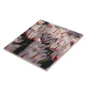 Carreau Tulipes (Côté)