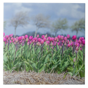 Carreau Tulipes dans un champ de tuiles en céramique holla