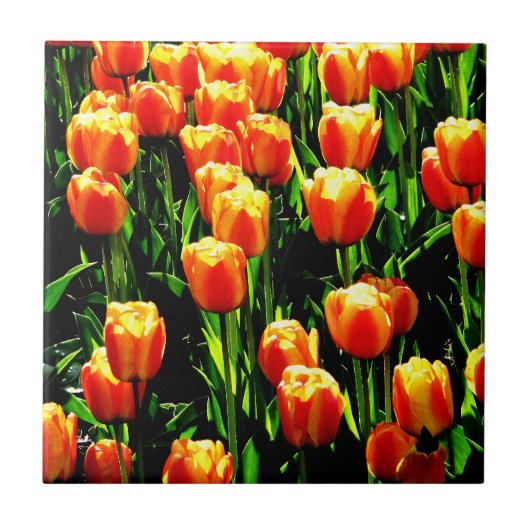 Carreau Tulipes de soleil (Devant)