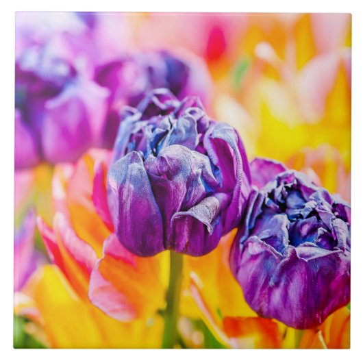 Carreau Tulipes Enchanter 14 (Devant)