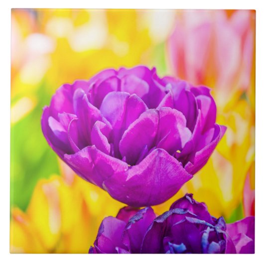 Carreau Tulipes Enchanter 15 (Devant)