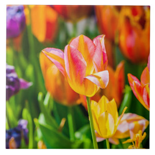 Carreau Tulipes Enchanter 17