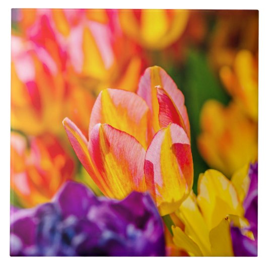 Carreau Tulipes Envoûtantes (Devant)