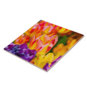 Carreau Tulipes Envoûtantes (Côté)