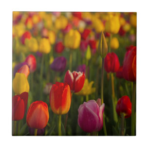 Carreau Tulipes, Festival des Tulipes, Woodburn, Oregon, É