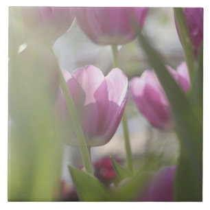 Carreau Tulipes, Jardins de Keukenhoff, Pays-Bas.