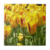 Carreau Tulipes Jaunes aux rayures rouges Florales (Devant)