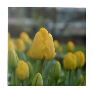 Carreau Tulipes jaunes sur le terrain