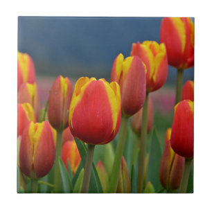Carreau Tulipes pour maman