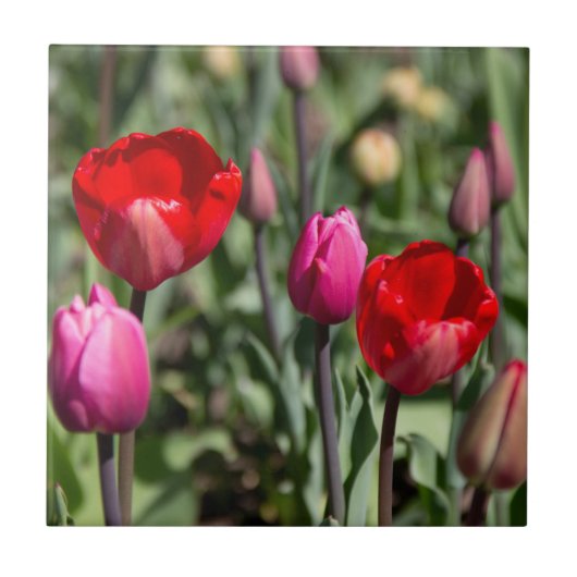 Carreau Tulipes rouge et violette délicates (Devant)