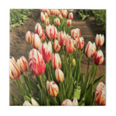Carreau Tulips (Devant)
