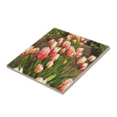 Carreau Tulips (Côté)
