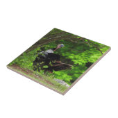 Carreau Turquie sauvage mâle mature (Côté)