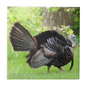 Carreau Turquie sauvage mâle mature Afficher des plumes