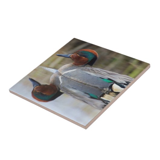 Carreau Turquoise à ailes vertes (Côté)