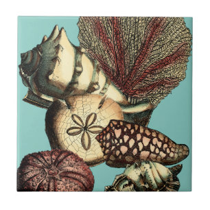Carreau Turquoise Shell et collection de corail rouge