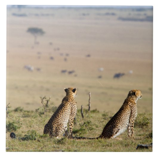 Carreau Two cheetahs on the look out (Devant)
