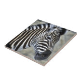 Carreau Type de Zebras Lovers (Côté)