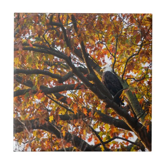Carreau Un aigle en automne (Devant)