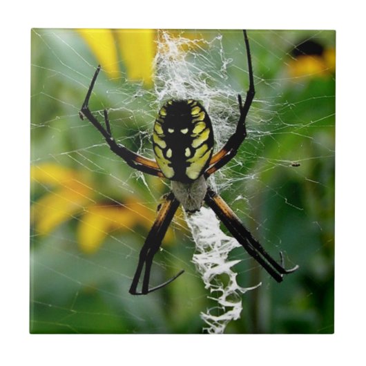 Carreau Un Araignée photo géniale en Web (Devant)