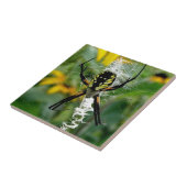 Carreau Un Araignée photo géniale en Web (Côté)