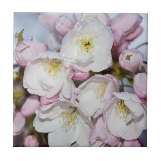 Carreau Un arbre d'Apple fleurit sur un ciel bleu (Devant)