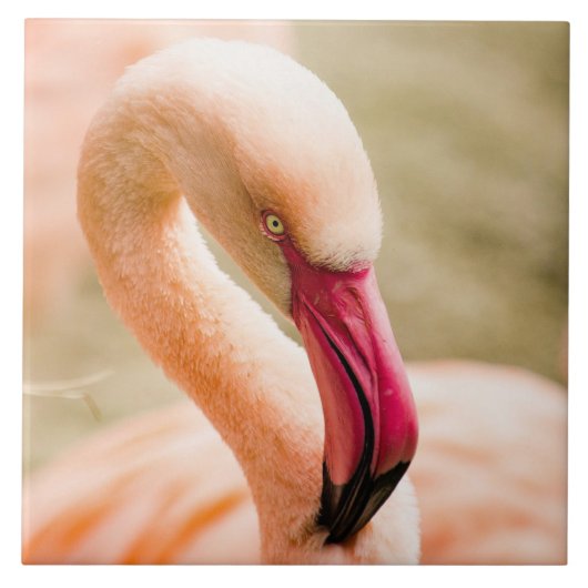 Carreau Un Beau Flamant rose Rose (Devant)
