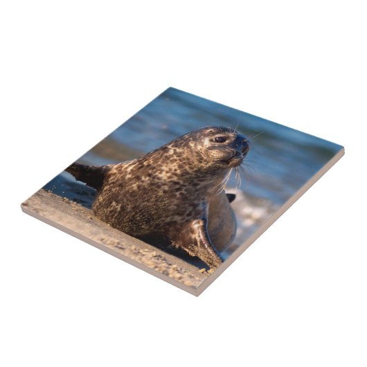 Carreau Un bébé phoque débarquant dans le bassin pour enfa (Côté)