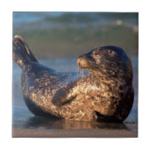 Carreau Un bébé phoque levant sa queue (Devant)