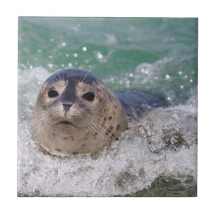 Carreau Un bébé phoque surfant