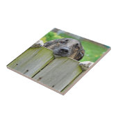 Carreau Un berger allemand regarde la clôture (Côté)