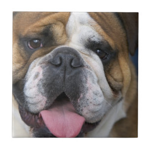 Carreau Un bouledogue anglais en Belgique
