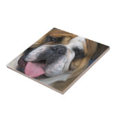 Carreau Un bulldog anglais en Belgique (Côté)