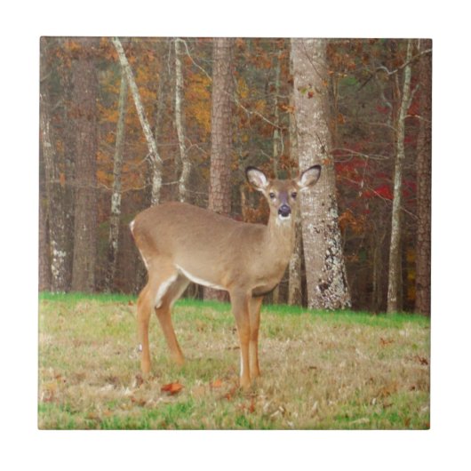 Carreau Un cerf de rêve de chasseur (Devant)