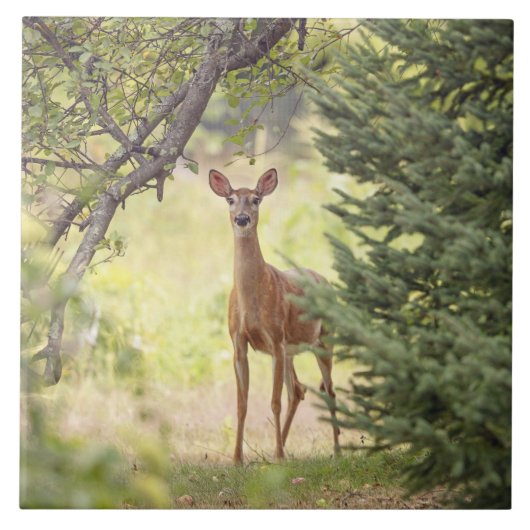 Carreau Un cerf solitaire (Devant)