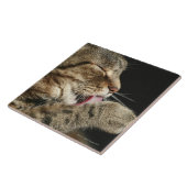 Carreau Un chat tigré léchant sa patte (Côté)