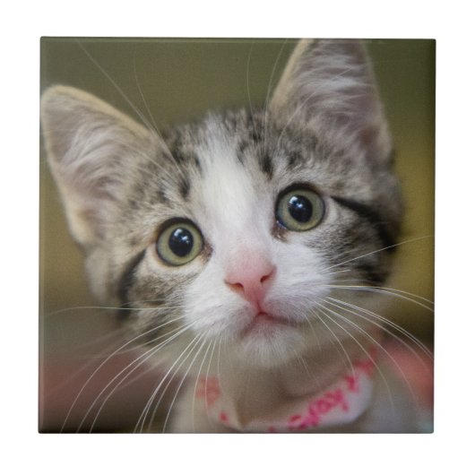 Carreau Un chaton mignon aux yeux verts (Devant)