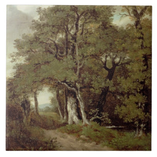 Carreau Un chemin boisé