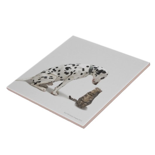 Carreau Un chien regardant un chat (Côté)