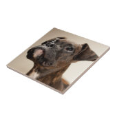 Carreau Un chiot Brindle de boxeur recherchant (Côté)