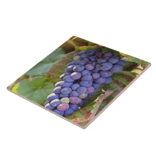 Carreau Un groupe de raisins Pinot Noir dans un Chambertin (Côté)