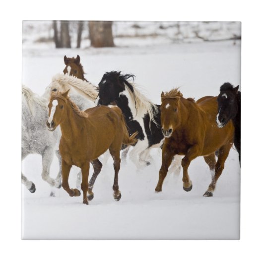 Carreau Un hiver pittoresque de chevaux en course (Devant)