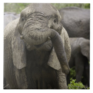 Carreau Un jeune éléphant africain (africana de Loxodont