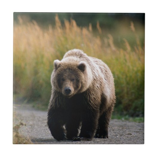 Carreau Un ours Brown marchant sur une traînée (Devant)
