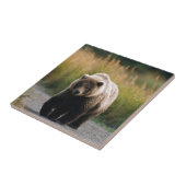 Carreau Un ours Brown marchant sur une traînée (Côté)